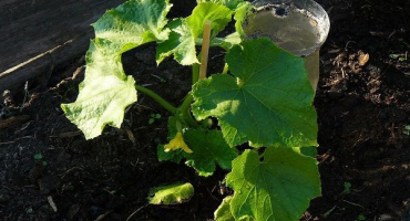 Co dělat, když jsou sazenice okurek zmrzlé, jakou teplotu vydrží